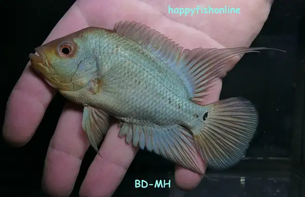 MALE BD-MH BLUE DIAMOND FLOWERHORN by happyfishonline