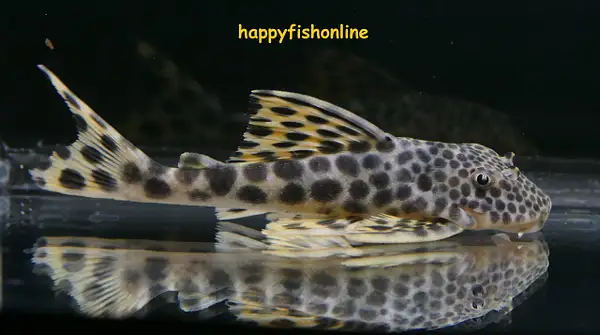 L075 PARA 'SPOTTED-TAIL' PLECO by happyfishonline