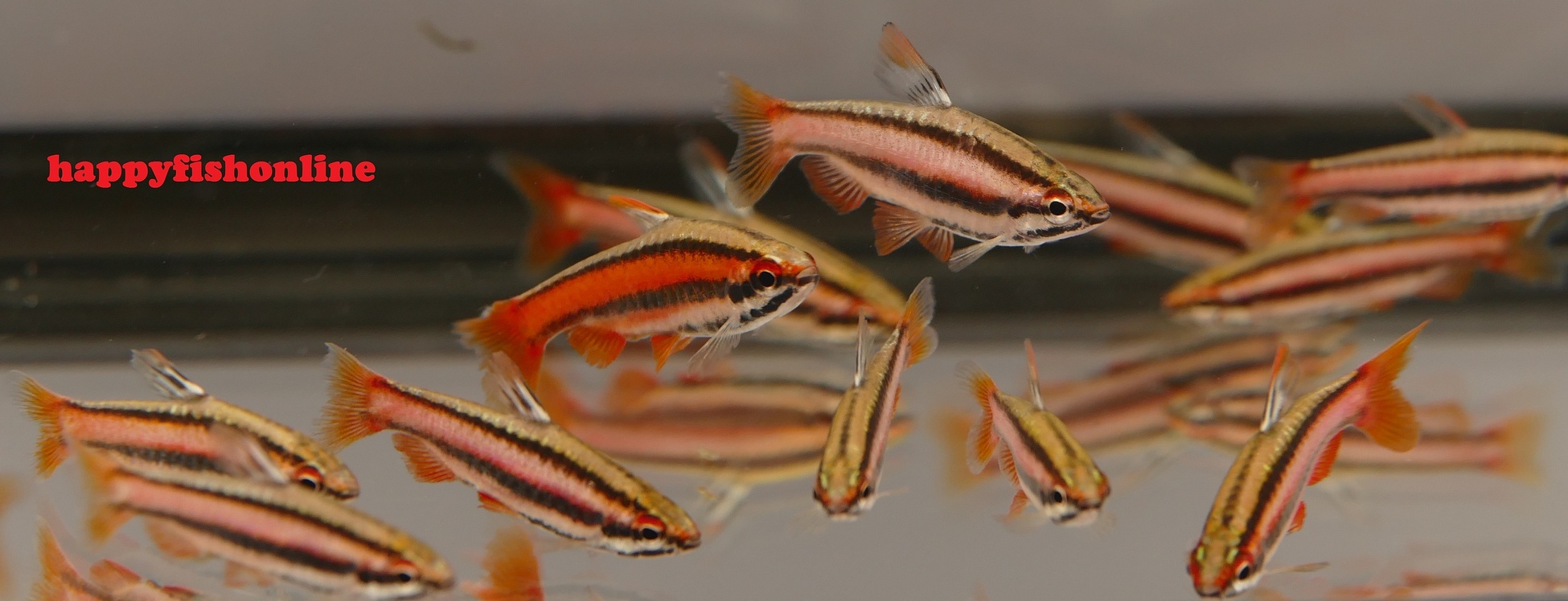 coral red pencilfish 20 by happyfishonline