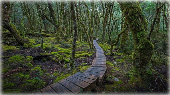 An elevated trail at Cradle Mountain-Lake St Clair National Park in Tasmania, Australia