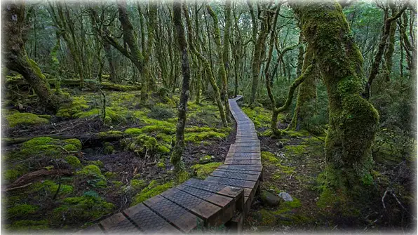 An elevated trail at Cradle Mountain-Lake St Clair...