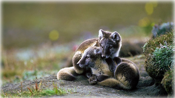 Arctic fox kits on Wrangel Island, Russia