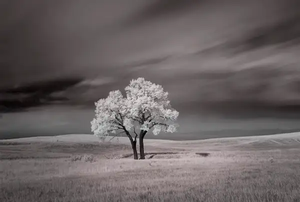 Lone Tree in IR by garynack