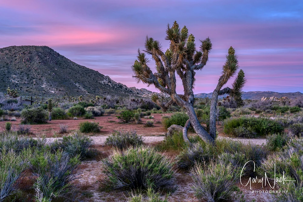 Joshua Tree Dawn Awakening