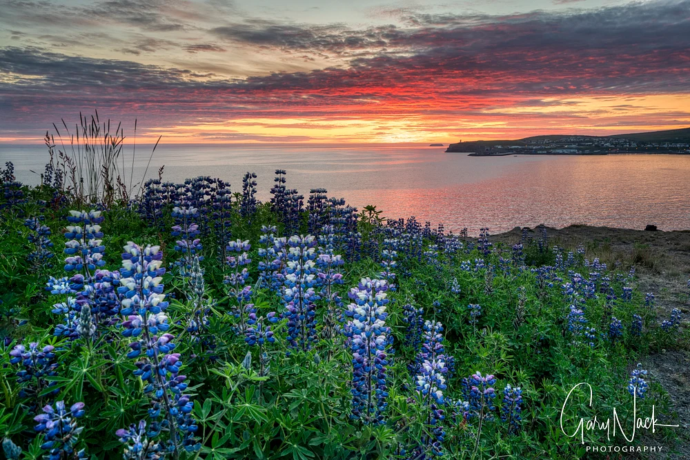 Lupine Coast at Dusk