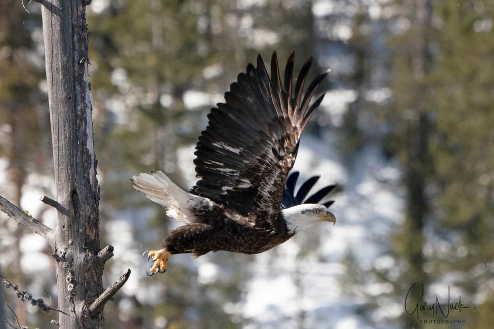 Majestic Eagle in Flight