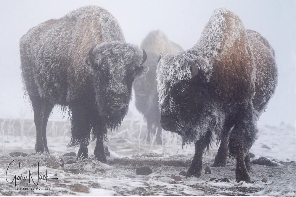 Frozen Bison