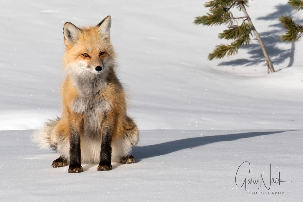 Foxy Pose