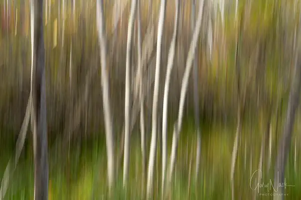Birch Swipe by garynack