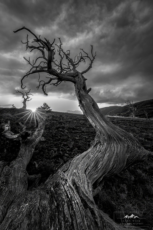 Sunrise Snag in B and W