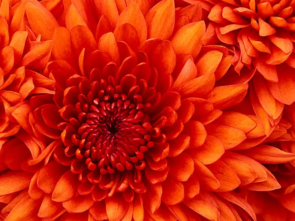 Chrysanthemum by PetrPetrov