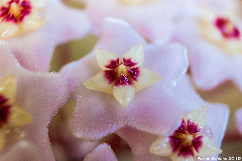 Hoya carnosa, the porcelain flower or wax plant