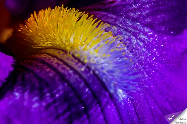 Iris - Macro by MeetupPhoto