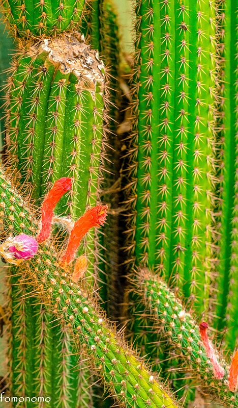 cacti nestled in bloom