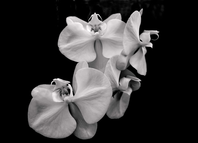 Orchids in monochrome
