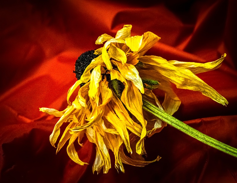 Dried Sunflower, Macro