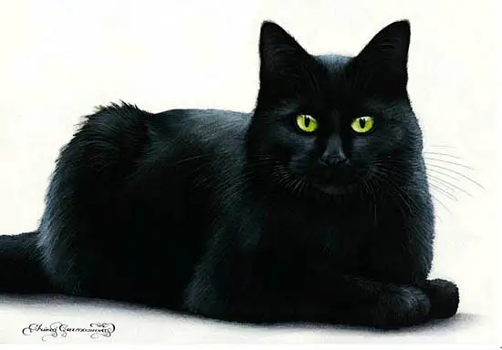 Black-Cat-Contentf by IrinaCawton