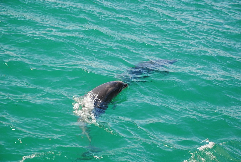 Dolphins :)