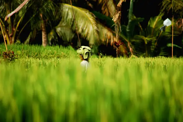 Walking the rice fields in Ubud by patrice