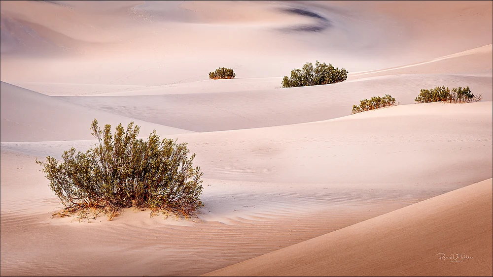 Mesquite Bushes on Pink Sand Dunes at Sunrise, Death Valley National Park