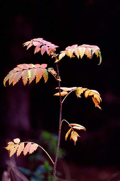 Autumn Sapling by PaulSilk