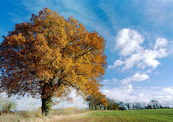 Autumn Field by PaulSilk