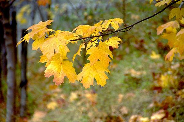Autumn Yellow by PaulSilk
