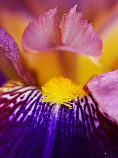 Bearded Iris by PaulSilk