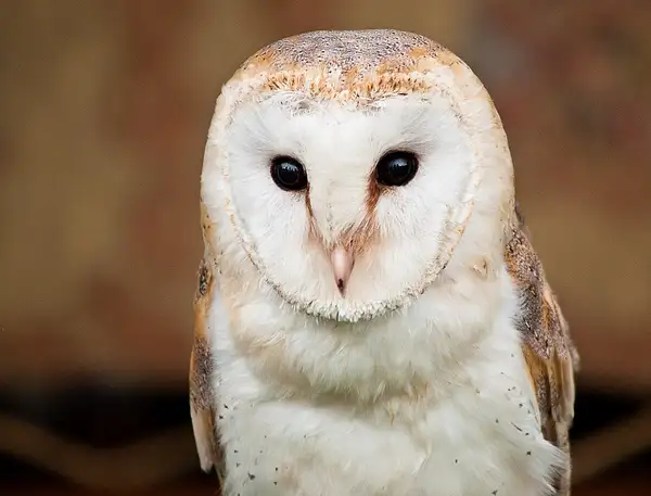 Barn Owl by PaulSilk