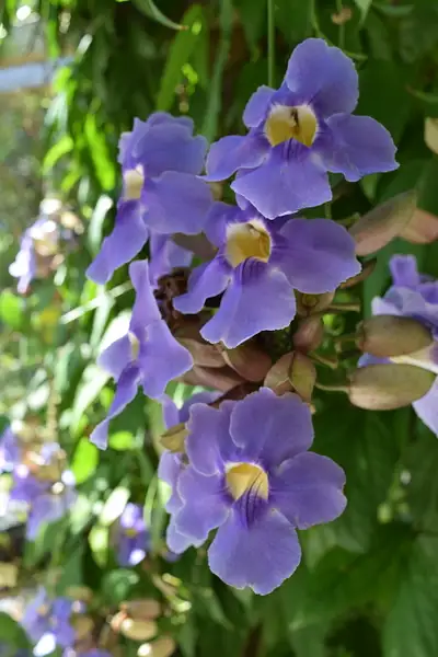 Purple Flowers by EmranChowdhury