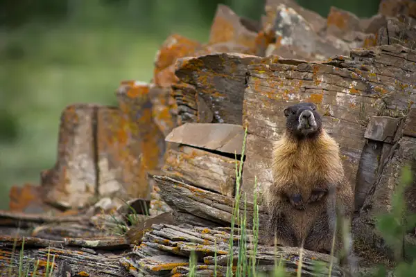 Marmot by TheoWecker