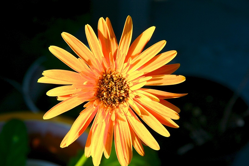 One of Kaye's flowers