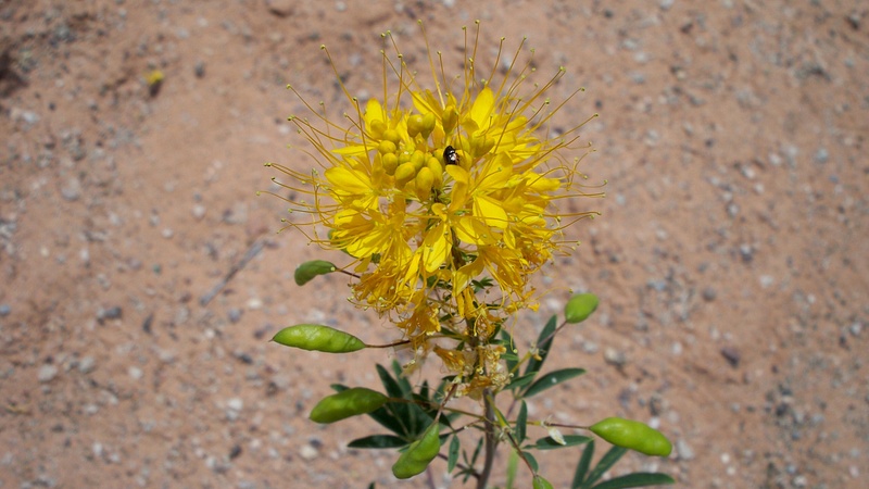 Don's shot of bee in desert flower