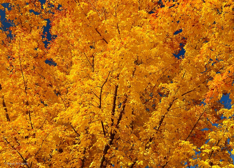 Fall Colors in WA
