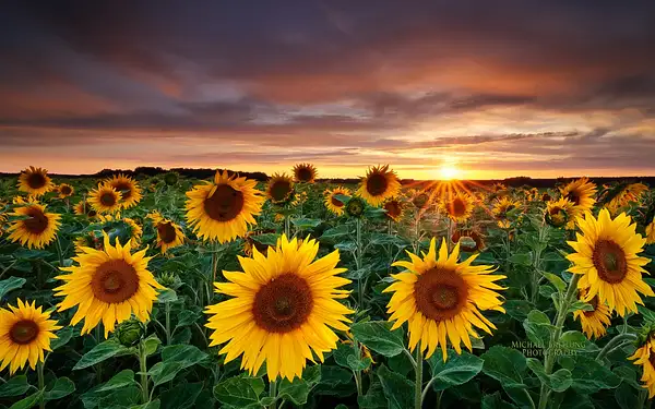 nature-photography-fields-sunflowers-yellow-flowers-1mi99...