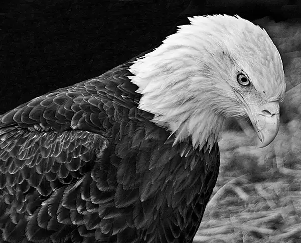 Bald Eagle Contemplating by LesKrieke23492