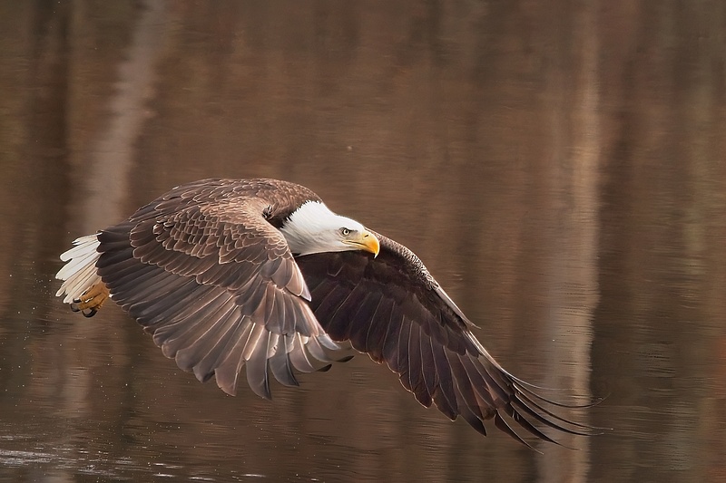 Eagle leaving the water