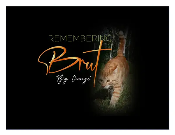 Remembering Big Orange by Tail Waggers Pet Care
