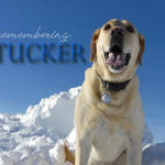 Remembering Tucker