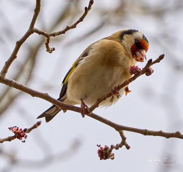 Goldfinch 2 by Peter Wilkinson