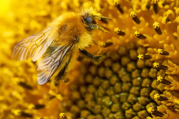 Honey Bee by Peter Wilkinson