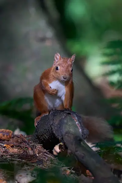 Kinnoull red squirrels 12-10-23 14 by Peter Wilkinson