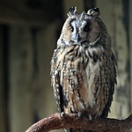 Owls of Riga's Zoo