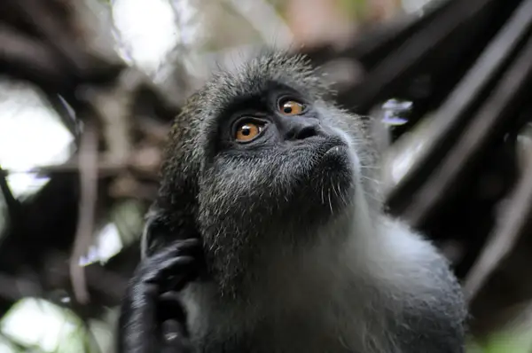 Apes from Zanzibar Island by Victor Francuzov