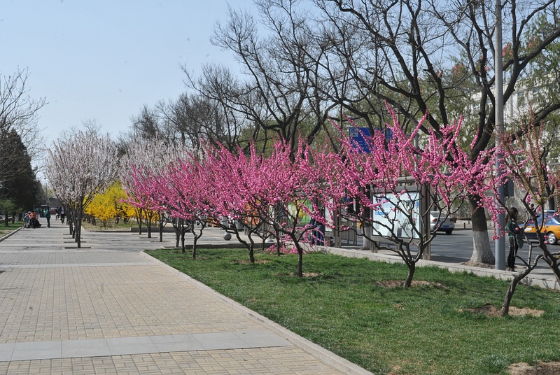 Spring on the Streets of Beijing