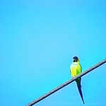 Nanday Parakeet  (Nandayus nenday)