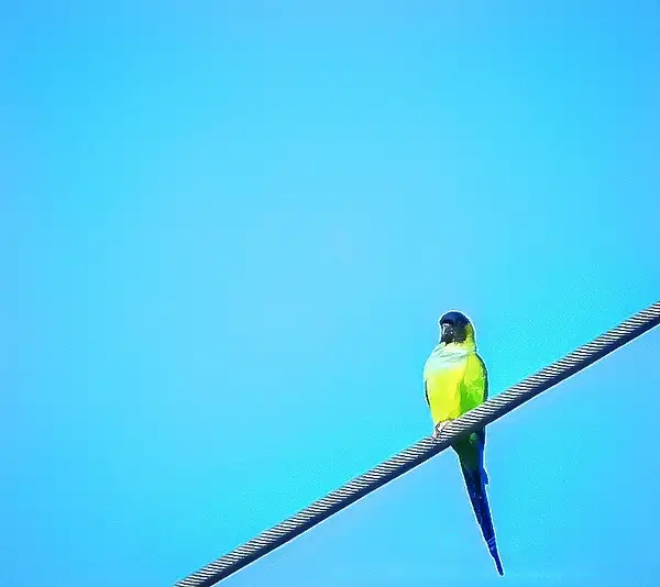 Nanday Parakeet  (Nandayus nenday) by BobLester