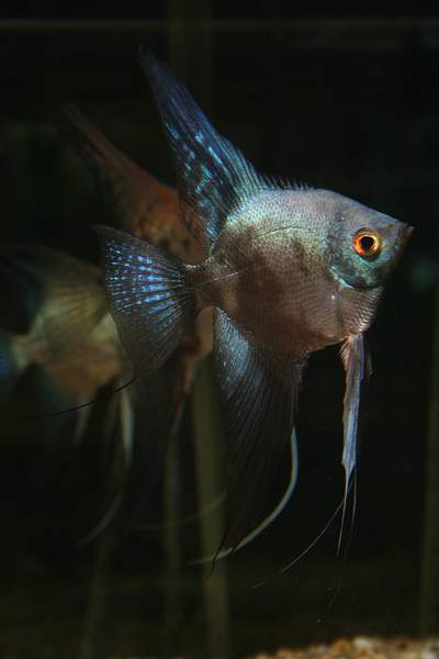 Angelfish by RobertWilden