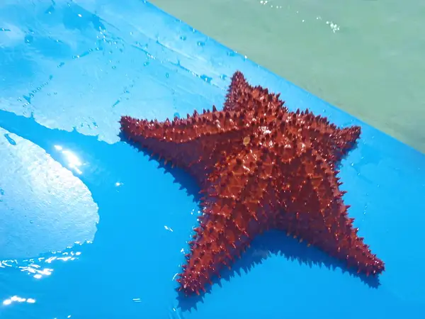 starfish, found in Aruba by Heather Liolios