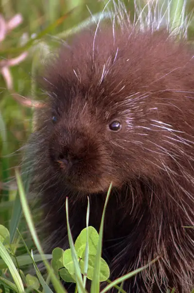 baby_porcupine_face by Heather Liolios